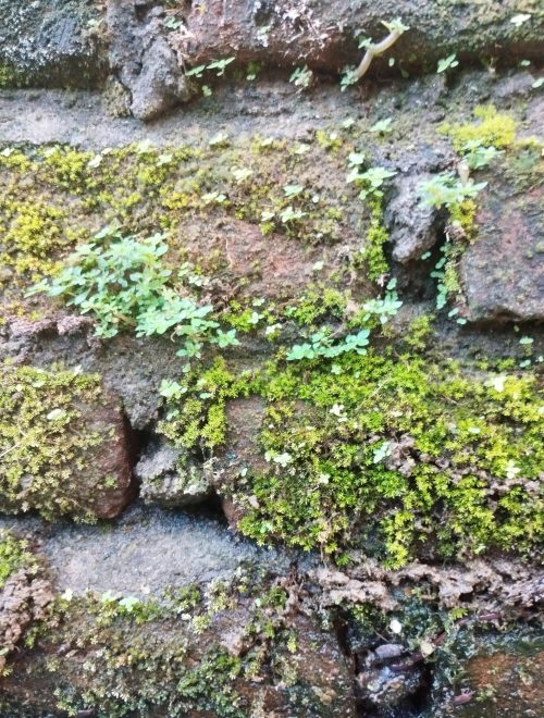 Martinez-Landscaping-Professional-Moss-Removal-Service