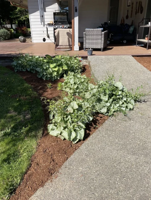 Premium-Yard-Maintenance-and-Garden-Bed-Cleanup.jpg