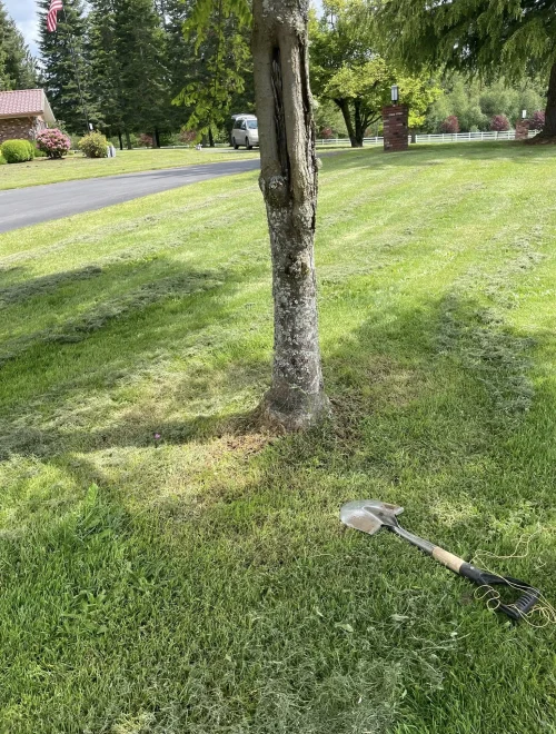 weeding project,Mossyrock-WA 98564-EE UU.